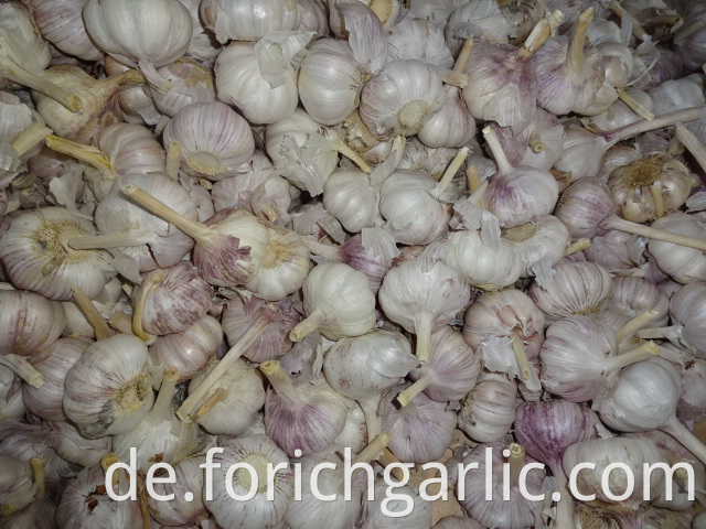 Jinxiang Common White Garlic